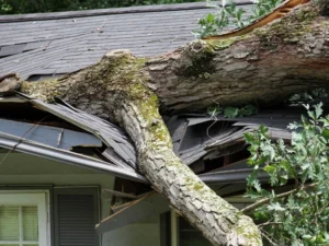 trees residential roof damage